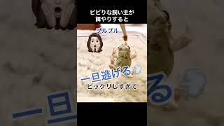 【アマガエル】ビビりな飼い主が餌やりするとこうなる…。