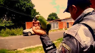 Parrot seized after alerting drug traffickers of police presence - CNN