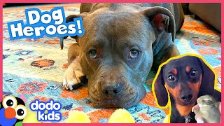 These Dogs Just Rescued Real Baby Animals! | Dodo Kids