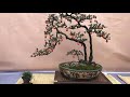 bonsai made in china