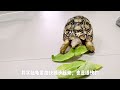 cute leopard tortoise 豹纹陆龟走路速度并不一定龟速，看见青菜时，走路速度可真快🤣🐢 tortoise walking fast when seeing vegetables 😆