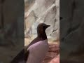 Guillemots at the Georgia Aquarium #Shorts 3 #guillemot #georgia #aquarium #atlanta #georgiaaquarium