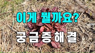 이게 뭘까요? 식물이름 궁금증해결