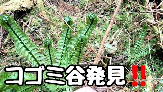 春の山菜採り【コゴミ谷】発見‼️