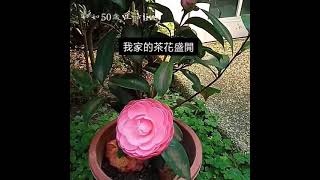 茶花盛開