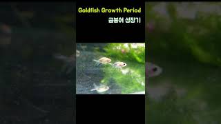 Goldfish Growth Period | 동금 금붕어성장기 | #shorts | 제넥스놀이터