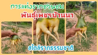 EP_065 บ้านสวนพิรดา - การแต่งรากชวนชมพันธุ์เพชรบ้านนา สไตล์รากธรรมชาติ