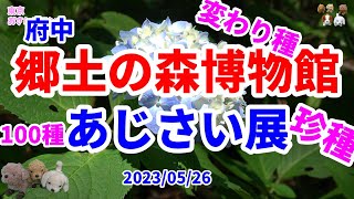 【郷土の森】【あじさい祭り】4K 東京にある府中郷土の森博物館のアジサイ祭は５月２７日から。博物館前では珍しい種も含めて100種のアジサイ展が開催。開催日前日の準備前の朝と準備中の昼に撮影できました。