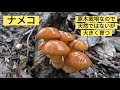 ナメコの季節【11月の山2】