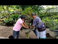 Bonsai Ficus King of the King 