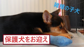 【日常】保護犬を迎える　- 雑種の男の子を迎えた初日 -