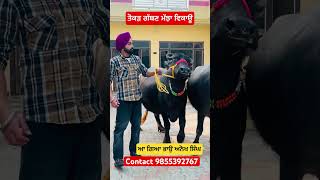 ਤੋਕੜ ਗੱਬਣ ਮੱਝਾ ਵਿਕਾਊ Contact 9855392767 #rajsandhufarming