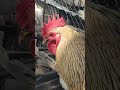 🐓💯Петушиный Крик Охраняет Дом cock crow guards the house shorts funny chicken pets live short