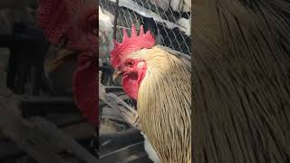 🐓💯Петушиный Крик Охраняет Дом/Cock crow Guards the House!#shorts #funny #chicken #pets #live #short