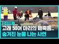 영국 해안서 고래 50여 마리 '떼죽음'…무슨 일이? / SBS / #D리포트