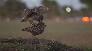 Burrowing Owls mating behavior