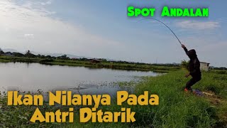 Ikan Nilanya Pada Antri Di Tarik || Pangkep Punya Cerita Part 1