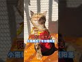 小猫融化在了冬日暖阳里 cat cute 可愛 pets animals 可愛い 寵物 萌寵 寵物生活 funny 可愛動物