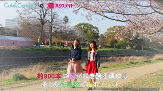 今年はどこでお花見しますか？松山の人気お花見スポットを紹介！-石手川公園編