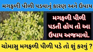 મગફળી પીળી પડવાના કારણો અને તેના અસરકારક ઉપાય | magfali pili pdvana karno \u0026 upayo #મગફળી#ખેડૂત_મિત્ર