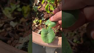 chaamadumpa చామగడ్డ Taro plant #youtubeshorts #garden #chamadumpa #chamagadda #vegetables#taroplant