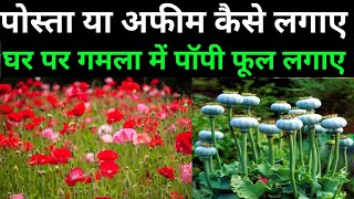 ऐसे उगते हैं खुबसूरत पॉपी के फूल || Grow Beautiful Poppy This Way. How to grow Poppy plant