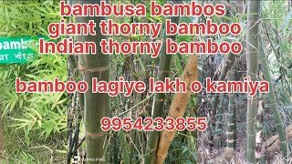 #bambusa#bambusa bambos#giants#indian thorny bamboo9954233855#beema#bluka #bass#farming#nursery