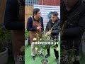 月季不爱长新芽，快来试试这个刻伤促芽法 养花小知识 花卉绿植