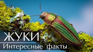 Интересные факты о Жуках