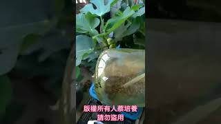 果實蠅引誘劑一支$15