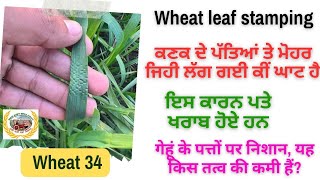 Wheat leaf stamping, ਕਣਕ ਦੇ ਪੱਤਿਆਂ ਤੇ ਝੁਰੜੀਆਂ ਜਿਹੀਆਂ ਪੈਣ ਦਾ ਕਾਰਨ ਤੇ ਇਲਾਜ