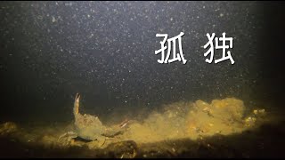 【水の広場公園】世間はクリスマスイブイブ、そして1匹のカニ【水中映像で学ぶ釣り】