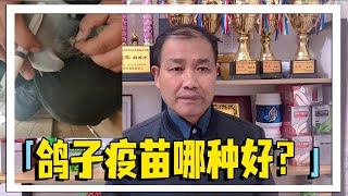 鸽子做什么疫苗比较好，做疫苗后应该注意些什么？【农村达叔】