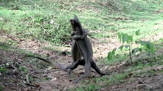 A rear scene of a Iguana vs Iguana fight | Best moment of wild animal fight | Animaux fight