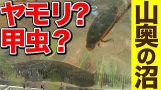 【生き物観察・釣り】山奥の沼に行ったら… 2019.6.2