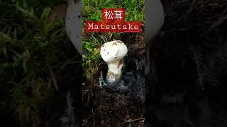 Matsutake 松茸，可食用菌edible mushroom