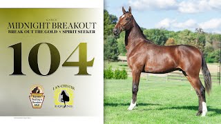 Lot 104 Break Out the Gold x Spirit Seeker - colt