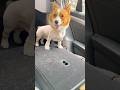 Would you rather shave than comb corgi’s hair? #cute #aumuca #corgi