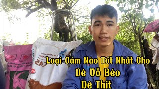 Loại Cám Nào Tốt Nhất Cho Dê Thịt Dê Vỗ Béo / Nongdan85