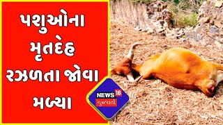 Jamnagar : પશુઓના મૃતદેહ રઝળતા જોવા મળ્યા | Gujarati News | News18 Gujarati