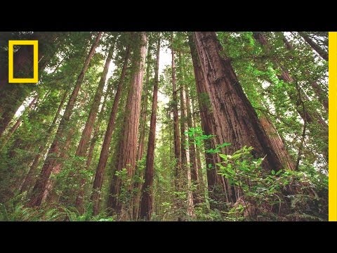 Experience the Magic of Redwood National Park | Short Film Showcase Experience the Magic of Redwood National Park | Short Film Showcase