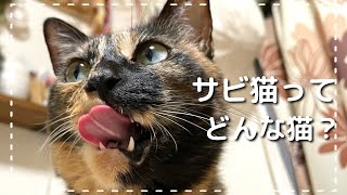 サビ猫の性格、魅力とは？