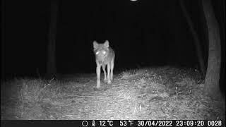 Italian wolf takes a close look at the camera, Tuscany