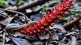 Zombie Ants and Mind-Control Fungi: The Crazy World of Ophiocordyceps! 🧠🍄