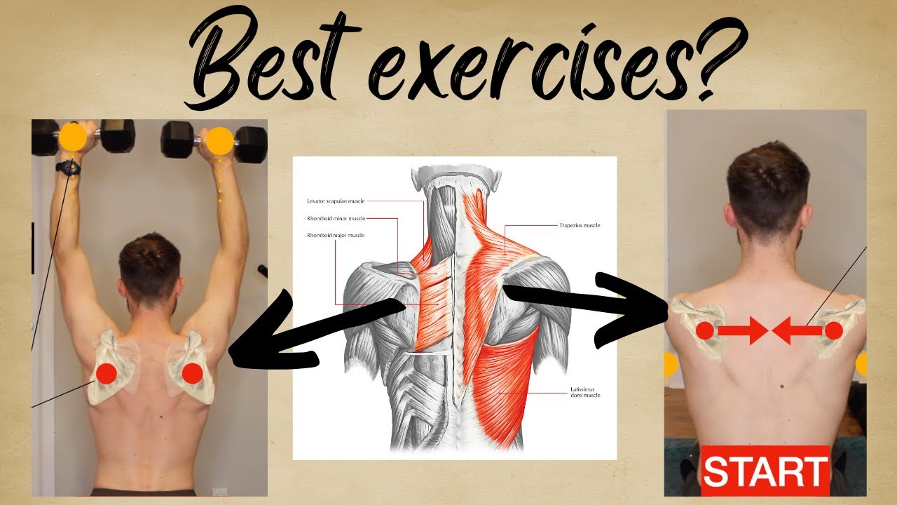 Scapular Muscles Exercises