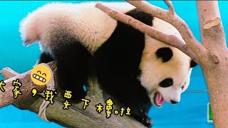 圓寶在樹幹上扭來扭去，找不到一個舒適的位置睡覺|熊貓貓熊The Giant Panda Yuan Yuan and Yuan Bao|台北市立動物園