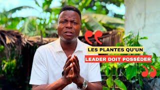 Découvrez les plantes qu’un leader doit posséder !