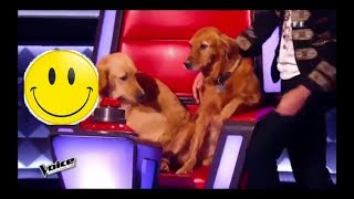 MIKA - DOGS @ STAGE (Funny moment | Eng sub)