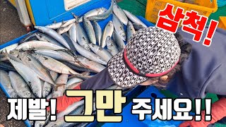 삼척 번개 어시장 왕고등어 터졌다! 아침 6시! 사람들 바글 바글! 도대체 여긴 왜 이럴까? 막퍼줘! korean fish market channel