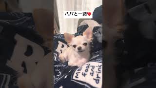 【チワワのミエル】パパといると安心するミエルさん🐶#チワワとの暮らし #チワワ動画 #chihuahua #犬のいる暮らし #パパ大好き #ウトウト